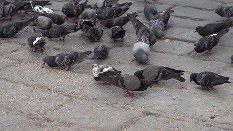 Pigeons-eat-grain-at-floor.